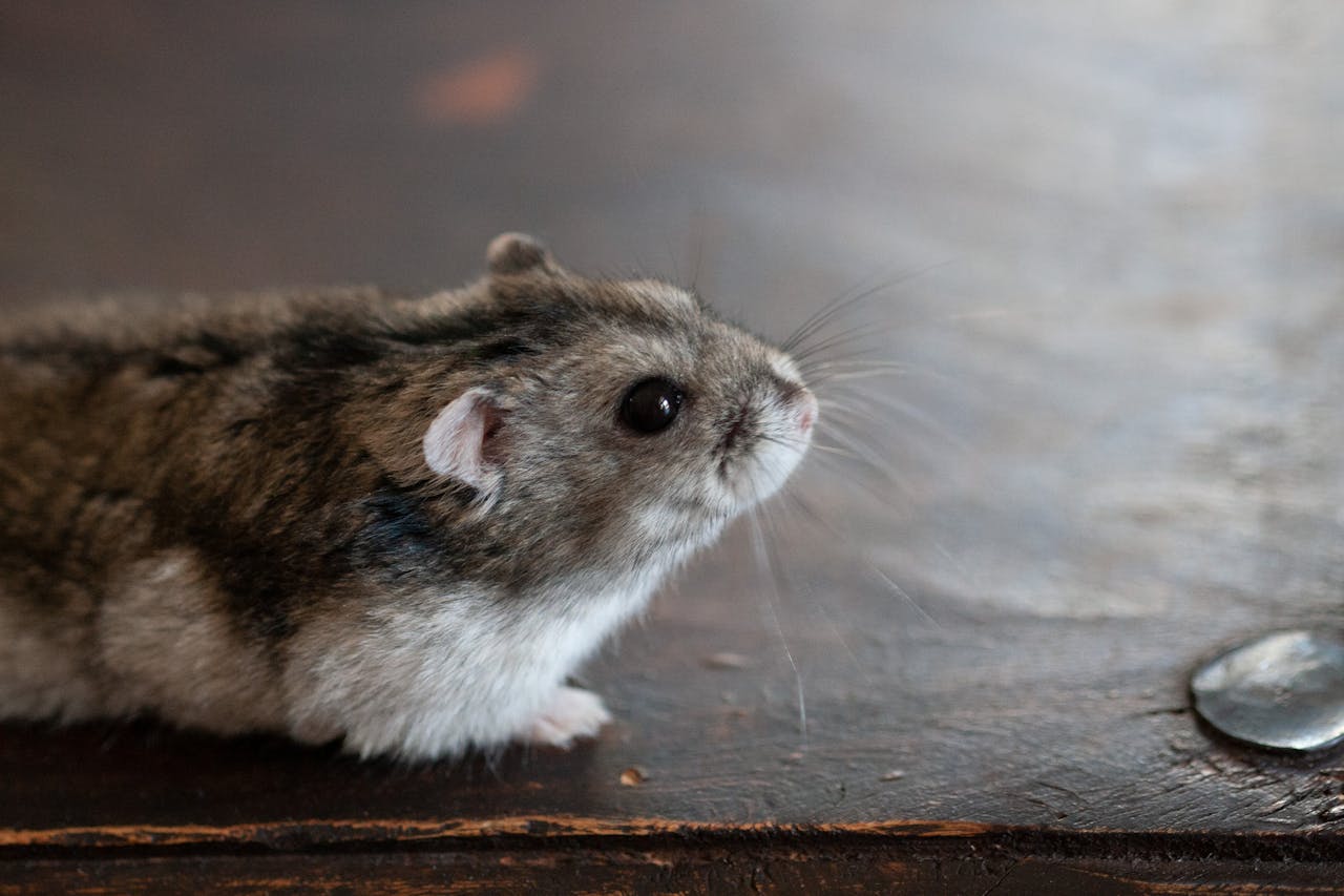 Adorable dwarf hamster exploring a wooden surface in an indoor setting.