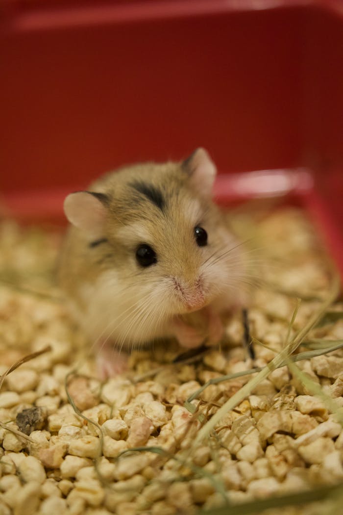Cute hamster sitting in a cage with bedding in Barcelona, Spain.