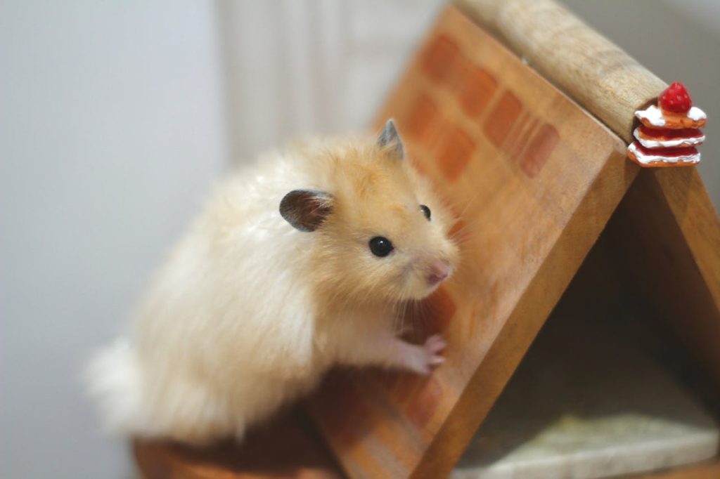Cute Syrian hamster perched on a wooden house with a miniature cake. Indoor setting.