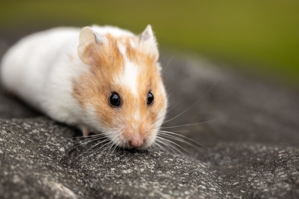 An endearing close-up of a Syrian hamster exploring outdoors on a rock.
