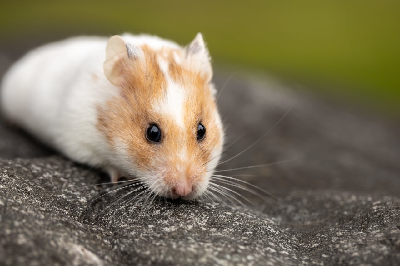 An endearing close-up of a Syrian hamster exploring outdoors on a rock.